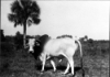 Cover image for A.C. Frizzell's Brahma Bull