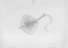 Cover image for Galloway Sketch of Sting Ray
