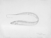 Imagen de portada para Galloway Sketch of Cutlass Fish