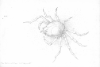 Imagen de portada para Galloway Sketch of Spider Crab