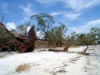 Imagen de portada para Australian Pine Trees at Punta Rassa Downed by Hurricane Charley