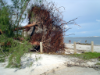 Image de couverture de Two Large Australian Pine Trees at Punta Rassa Downed by Hurricane Charley